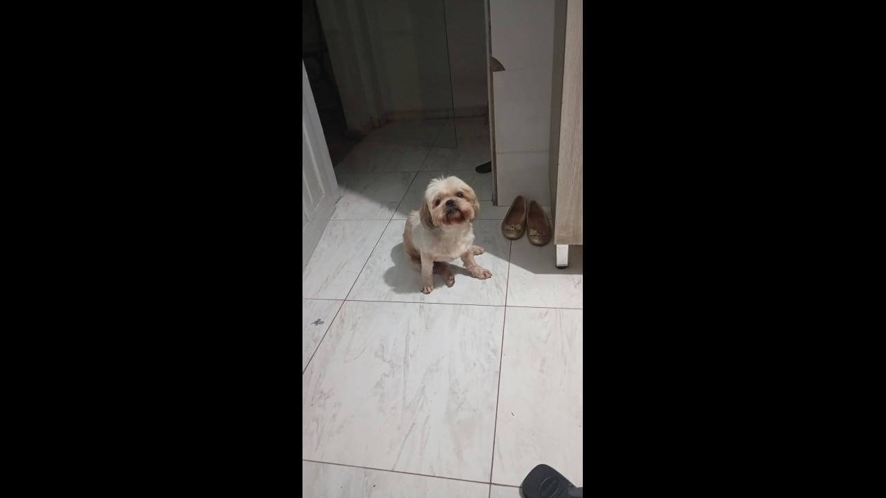 Cachorro desapareceu no bairro Centro Cachorro desapareceu no bairro Centro
