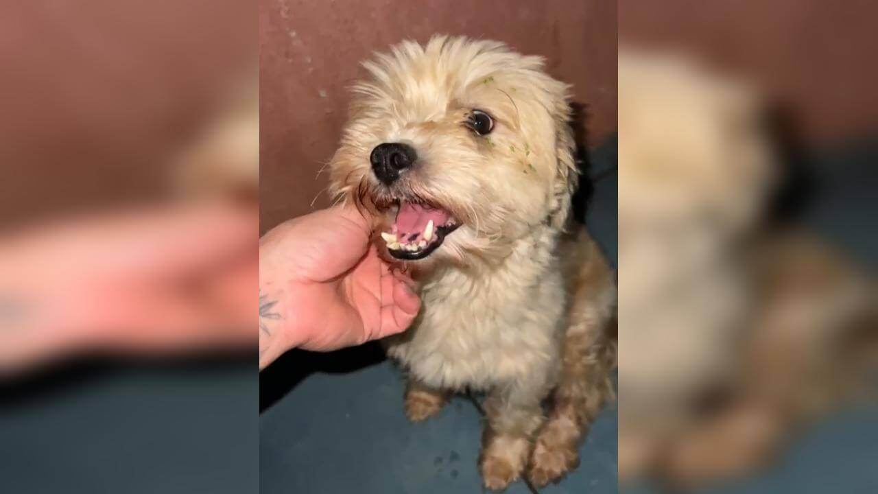 Cachorro é encontrado no bairro Santa Cruz Cachorro é encontrado no bairro Santa Cruz
