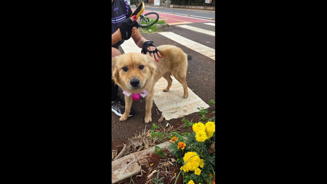 Cachorra é encontrada no bairro Ciro Nardi