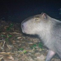 Imagem referente a Capivara é agredida na zona norte do Rio e autores são presos
