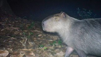 Capivara é agredida na zona norte do Rio e autores são presos