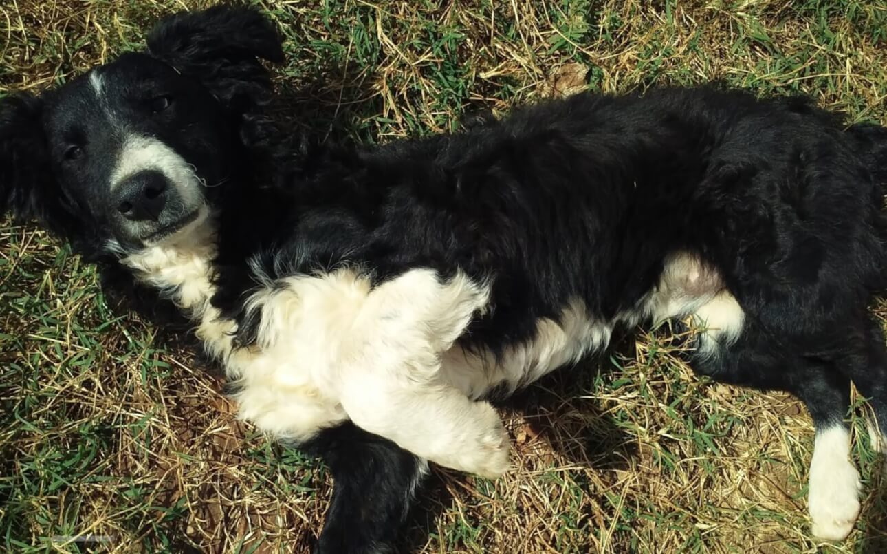Cachorro Bob desapareceu no bairro Parque São Paulo