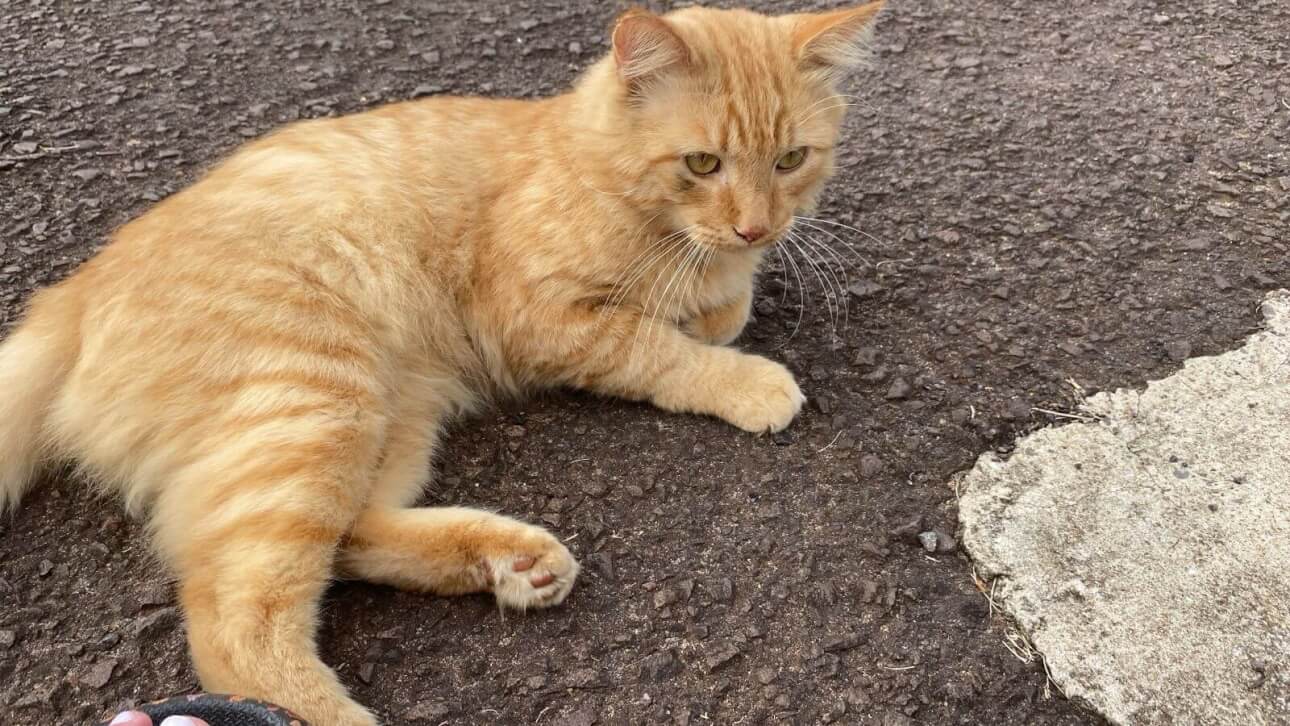 Gato é encontrado no bairro Jardim Itamaraty