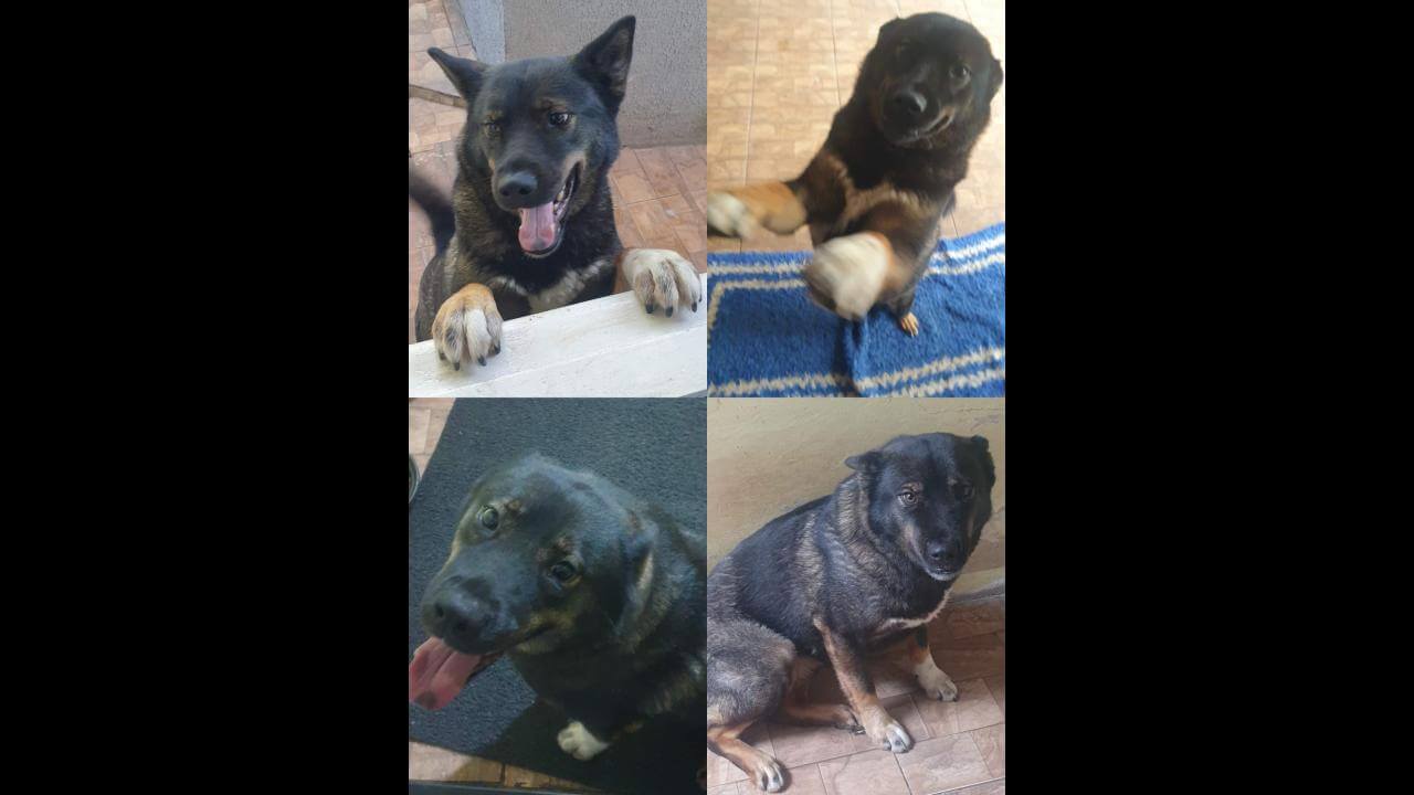 Cachorra Shiori desapareceu no bairro Periolo