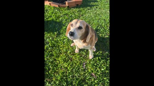 Cachorra Capitu desapareceu no bairro 14 de Novembro Imagem referente a Cachorra Capitu desapareceu no bairro 14 de Novembro