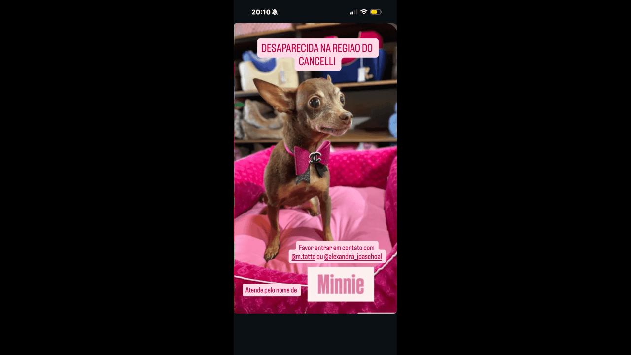 Cachorra Minnie desapareceu no bairro Cancelli