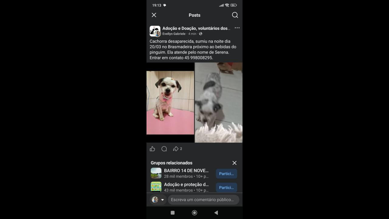 Cachorra Serena desapareceu no bairro Brasmadeira