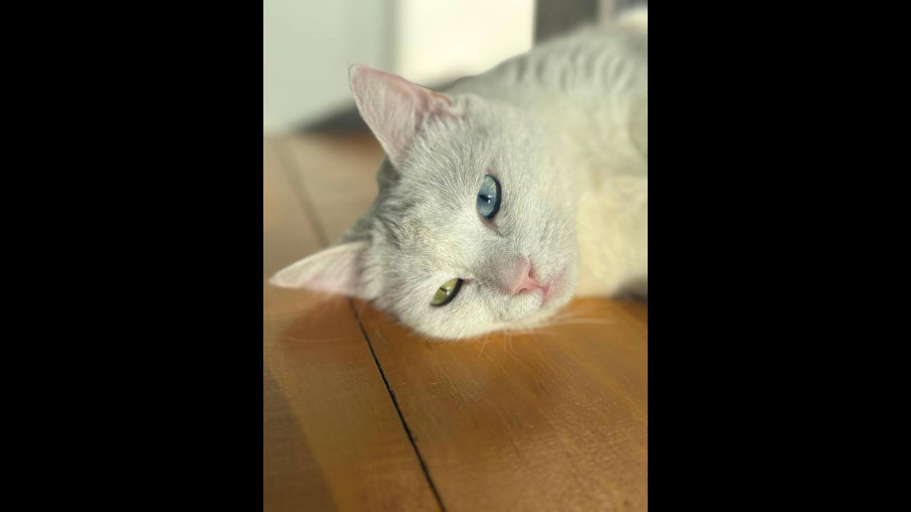 Gata Zeca desapareceu no bairro Nova Cidade