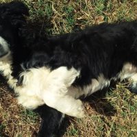 Cachorro é encontrado no bairro Parque São Paulo Imagem referente a Cachorro é encontrado no bairro Parque São Paulo