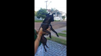 Imagem referente a Cachorra é encontrada no bairro Recanto Tropical