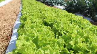 Embrapa inaugura Unidade Mista de Pesquisa e Inovação em Mato Grosso