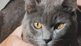 Imagem referente a Gato Cláudio Junior desapareceu no bairro Neva