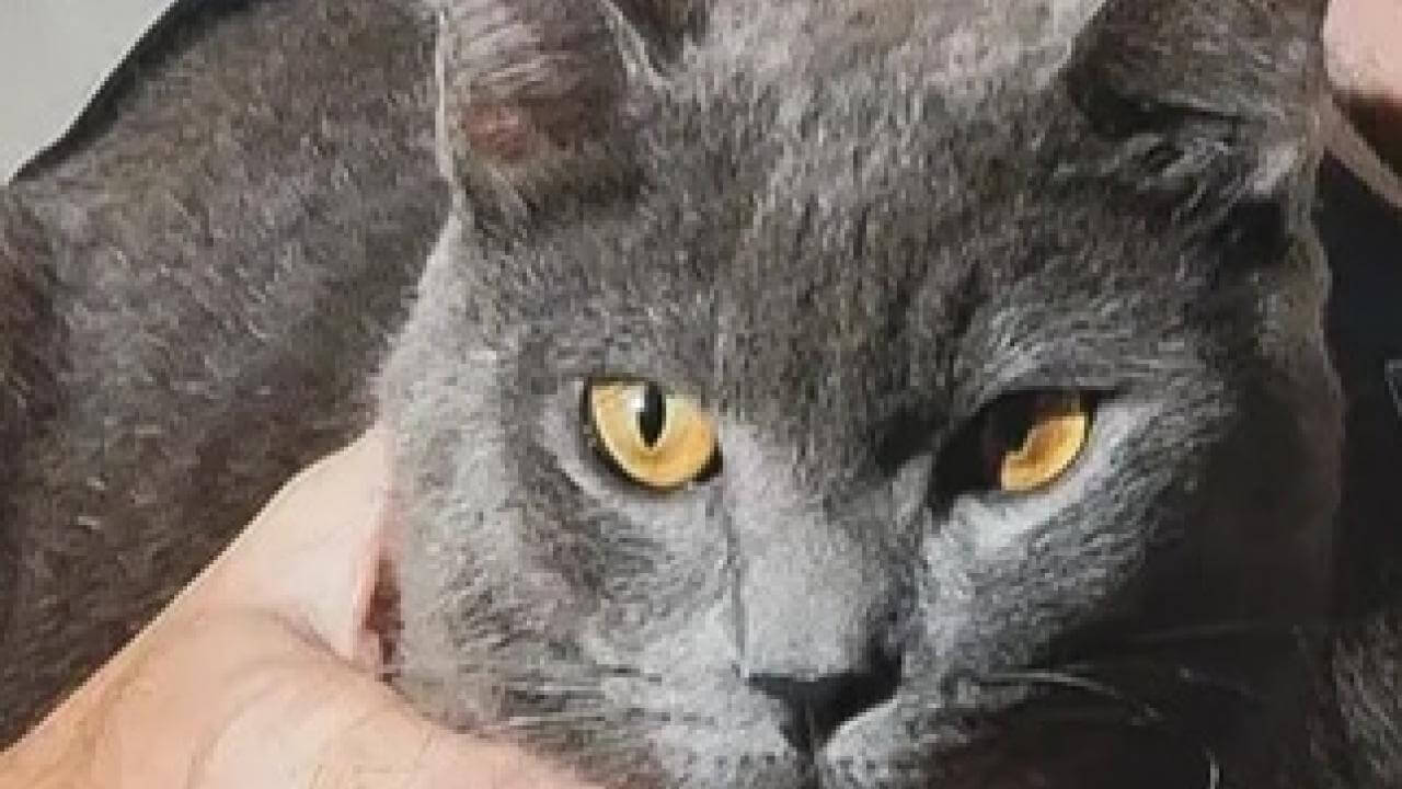 Gato Cláudio Junior desapareceu no bairro Neva Gato Cláudio Junior desapareceu no bairro Neva