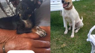 Imagem referente a Cachorro Príncipe e Picolo desapareceu no bairro Maria Luiza