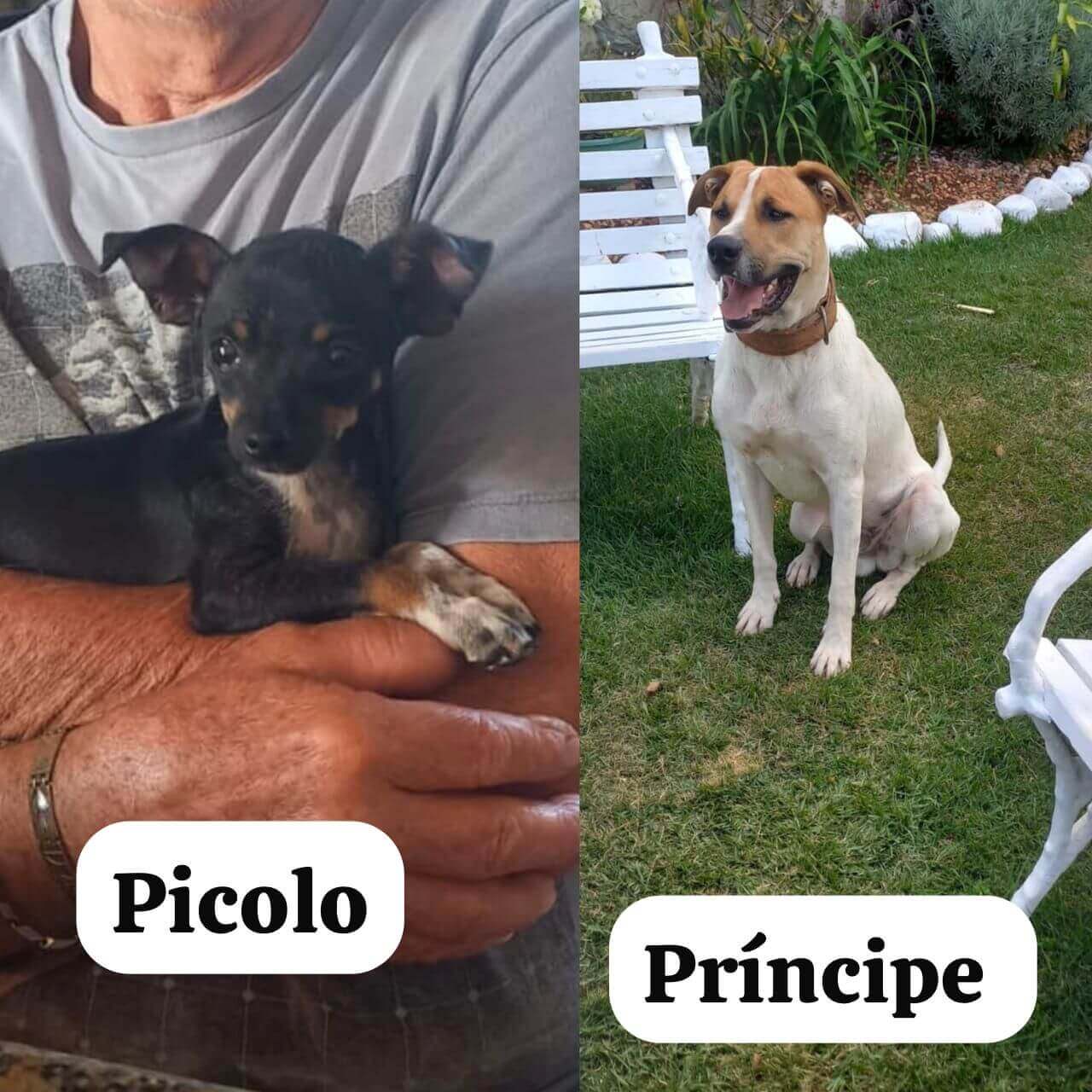 Cachorro Príncipe e Picolo desapareceu no bairro Maria Luiza Cachorro Príncipe e Picolo desapareceu no bairro Maria Luiza