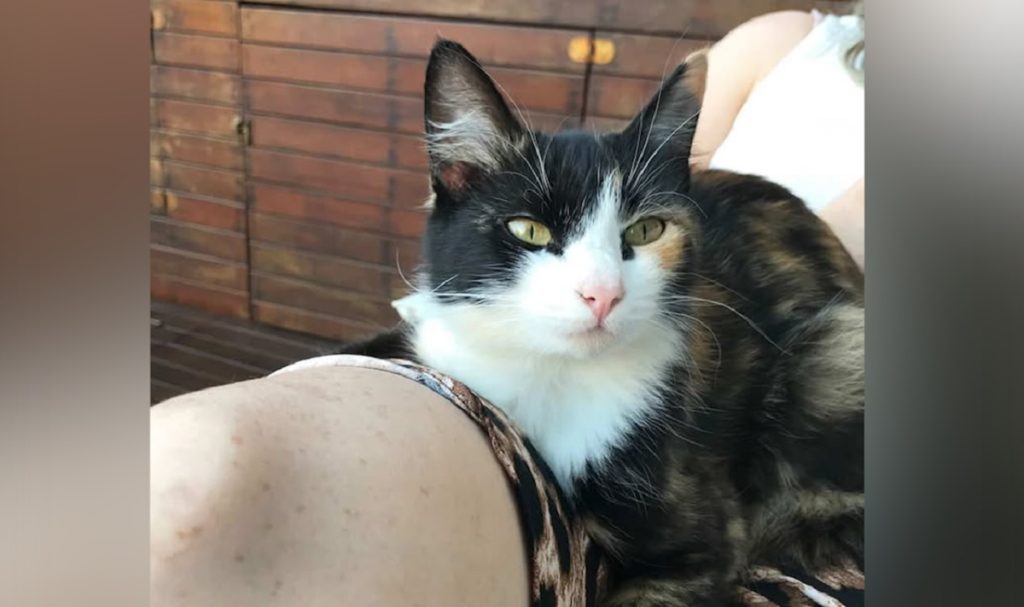Gata Leona é doente e desapareceu no bairro Canadá