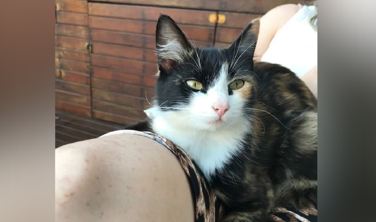 Gata Leona é doente e desapareceu no bairro Canadá