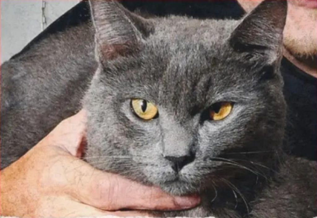 Gato Cláudio Junior desapareceu no bairro Neva
