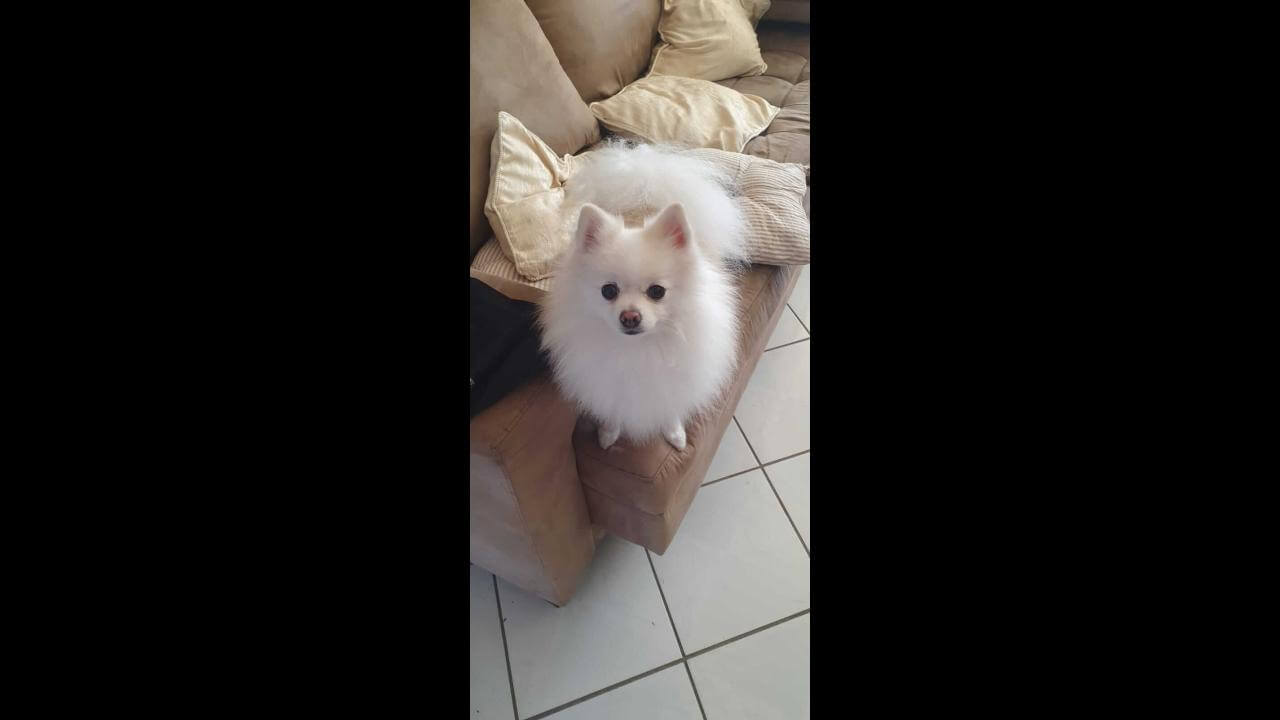 Cachorro Valentino desapareceu no bairro Pioneiros Catarinenses Cachorro Valentino desapareceu no bairro Pioneiros Catarinenses