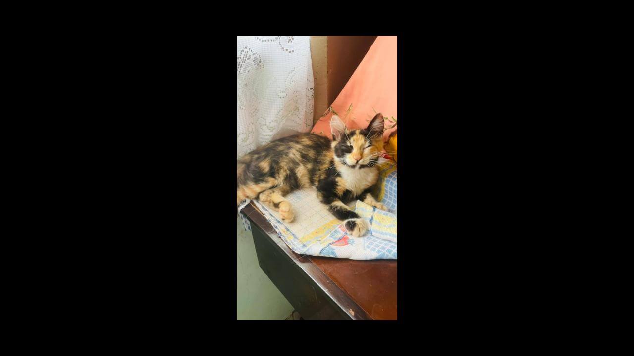 Gata Nina desapareceu no bairro Interlagos Gata Nina desapareceu no bairro Interlagos