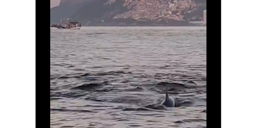 Golfinhos encantam banhistas no Rio e indicam boas condições de praia