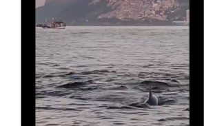 Golfinhos encantam banhistas no Rio e indicam boas condições de praia