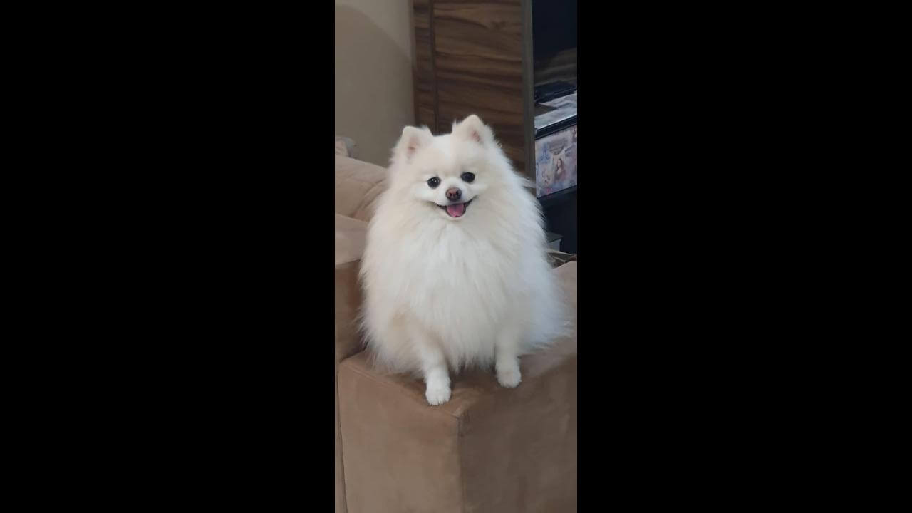 Cachorro Valentino desapareceu no bairro Pioneiros Catarinenses Cachorro Valentino desapareceu no bairro Pioneiros Catarinenses