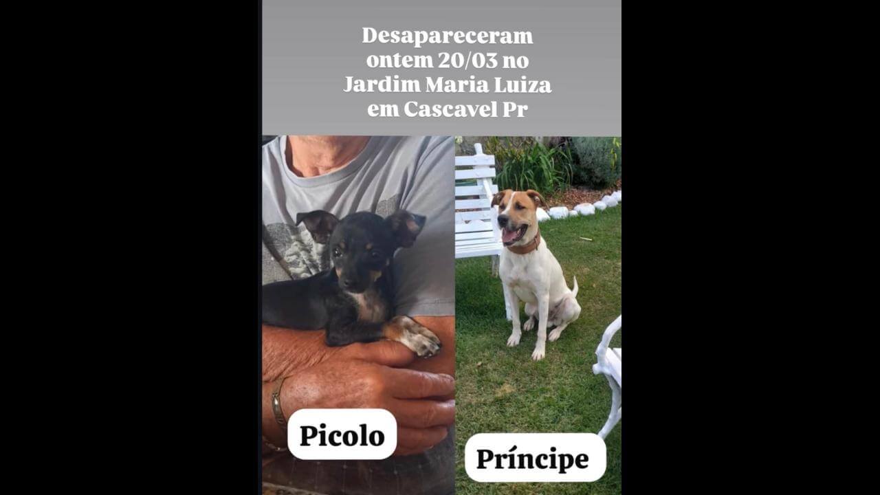 Cachorros Pícolo e Príncipe desapareceram no bairro Maria Luiza Cachorros Pícolo e Príncipe desapareceram no bairro Maria Luiza
