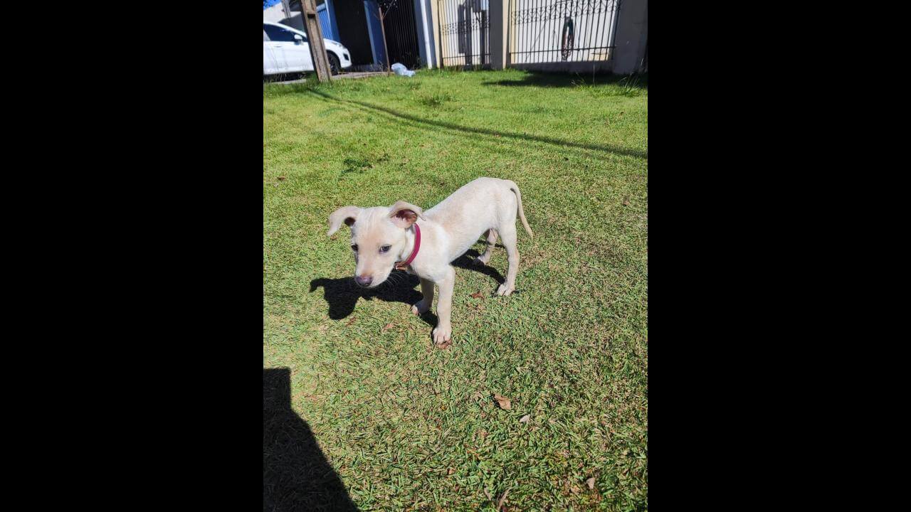 Cachorra é encontrada no bairro Santa Felicidade Cachorra é encontrada no bairro Santa Felicidade