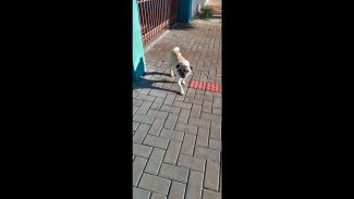 Imagem referente a Cachorro Pag desapareceu no bairro Clarito