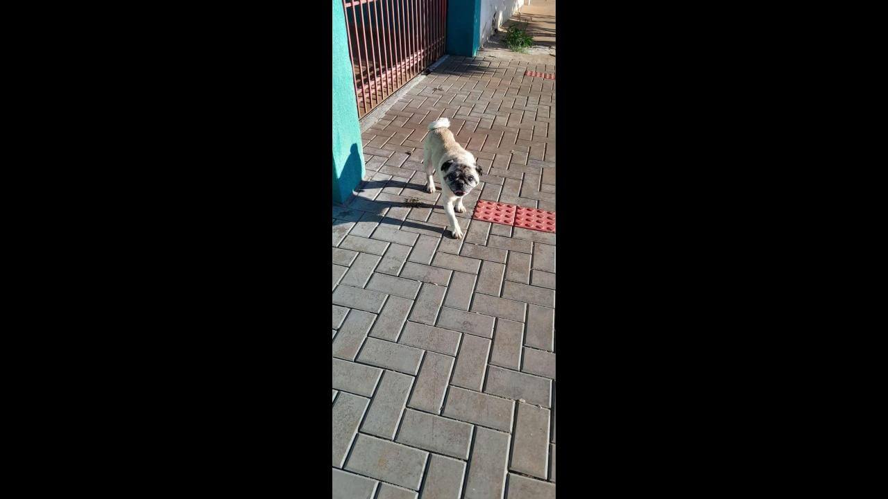 Cachorro Pag desapareceu no bairro Clarito Cachorro Pag desapareceu no bairro Clarito