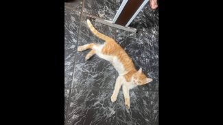 Imagem referente a Gato é encontrado no bairro Cataratas