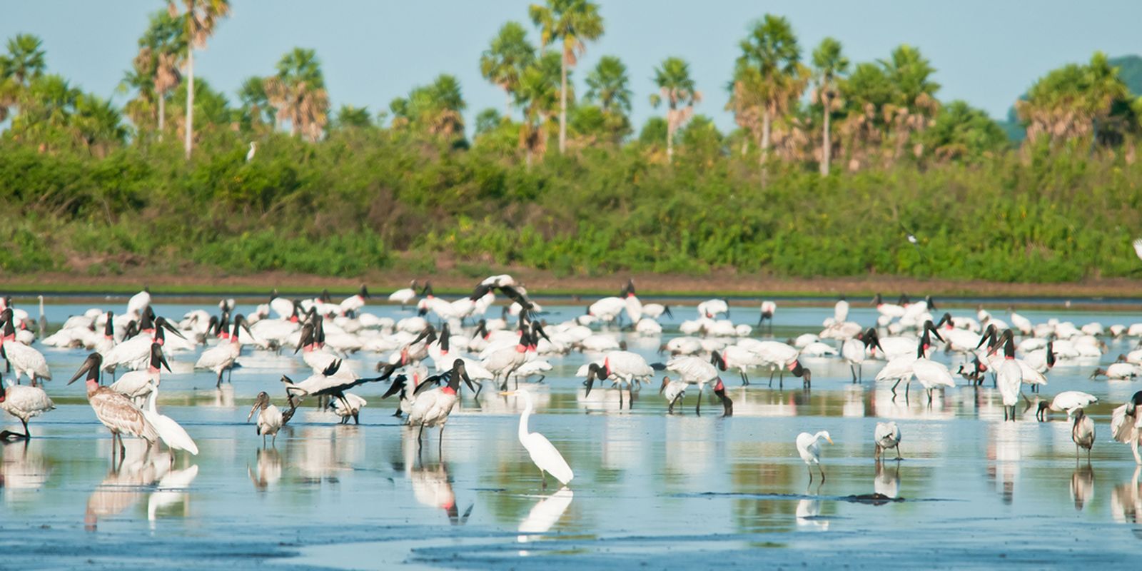 Conheça novas áreas de proteção ambiental no Cerrado e no Pantanal Conheça novas áreas de proteção ambiental no Cerrado e no Pantanal