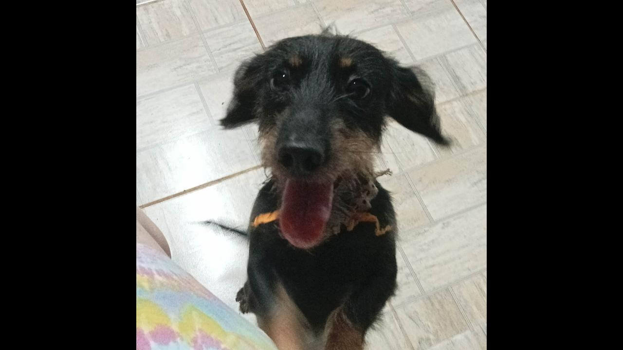 Cachorra é encontrada no bairro Centro Cachorra é encontrada no bairro Centro