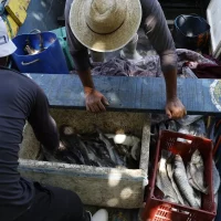 Imagem referente a Pescadores beneficiados pelo Seguro-Defeso recebem 6º lote nesta terça