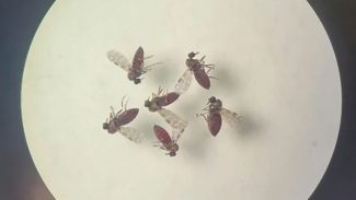 Subnotificados, casos de Oropouche atingem 2% da população brasileira