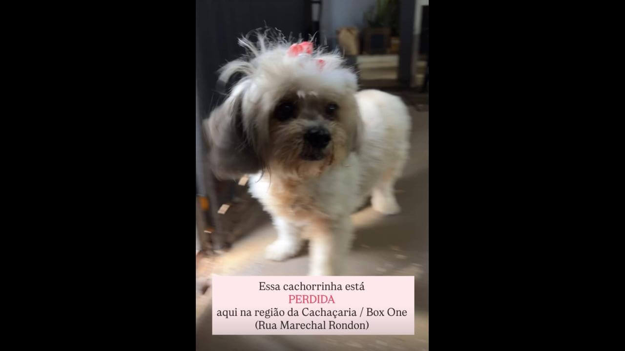 Cachorra é encontrada no bairro Centro Cachorra é encontrada no bairro Centro