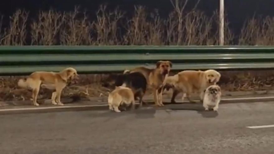 Sete cães roubados escapam de cativeiro e percorrem 17 km para voltar para casa