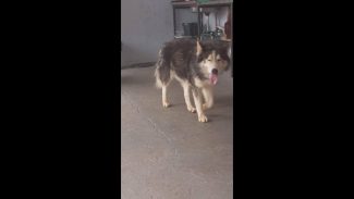 Imagem referente a Cachorro é encontrado no bairro Centro