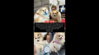 Imagem referente a Cachorra Vênus desapareceu no bairro Alto Alegre