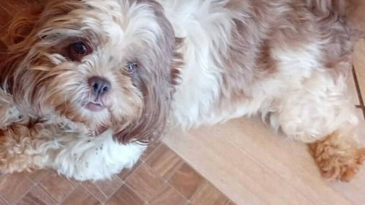 Cachorra é encontrada no bairro Morumbi Cachorra é encontrada no bairro Morumbi