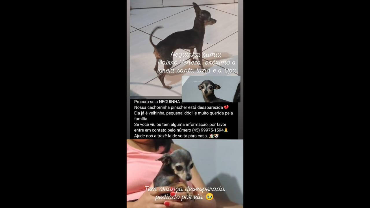 Cachorra Neguinha desapareceu no bairro Jardim Veneza Cachorra Neguinha desapareceu no bairro Jardim Veneza