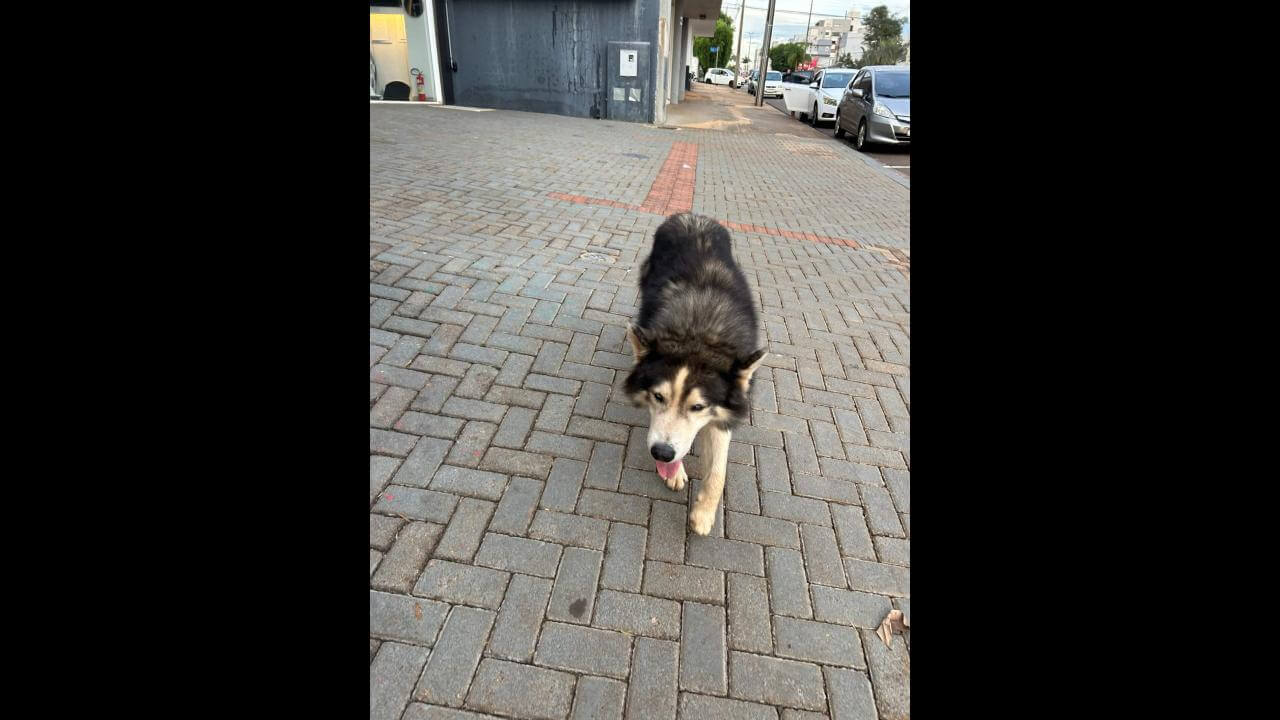 Cachorro é encontrado no bairro Coqueiral