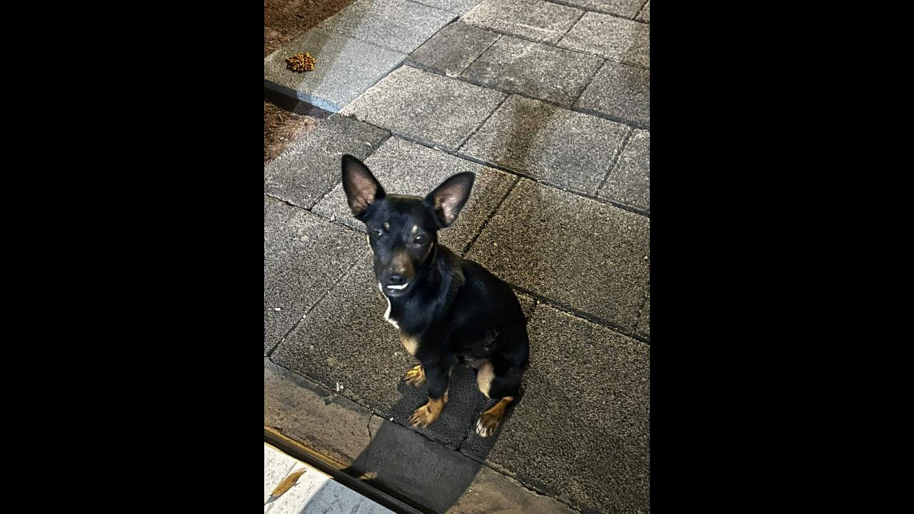 Cachorro é encontrado no bairro Turisparque