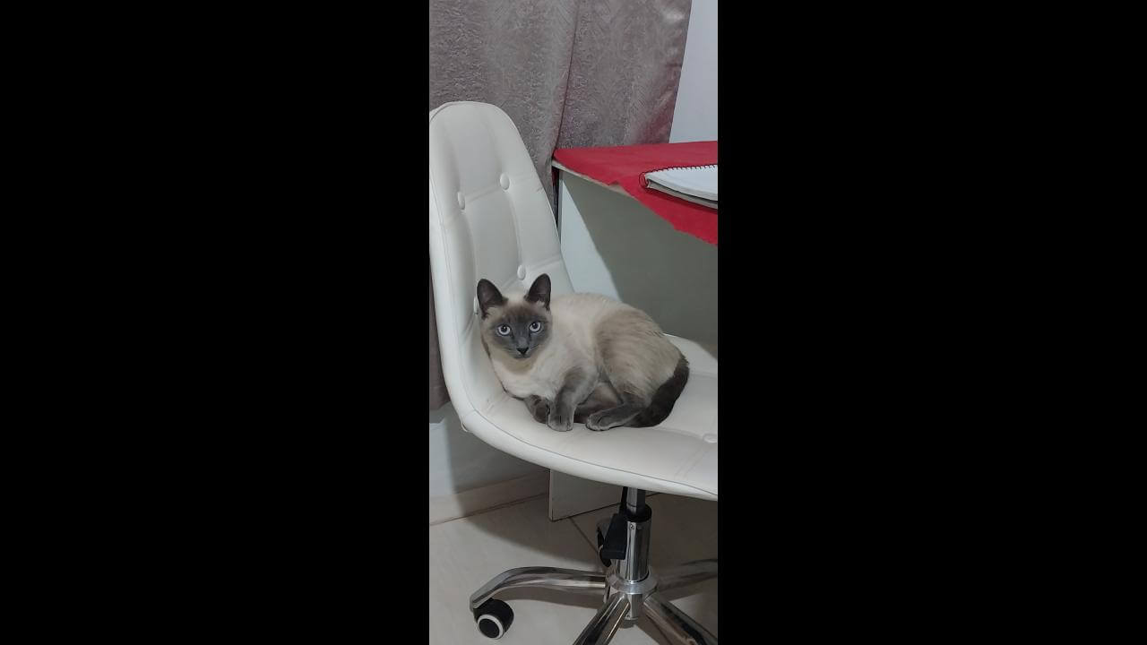 Gata Carola desapareceu no bairro Morumbi