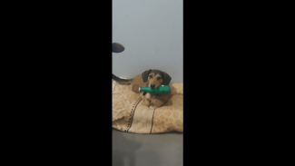 Cachorra Belinha desapareceu no bairro Região do Lago Imagem referente a Cachorra Belinha desapareceu no bairro Região do Lago