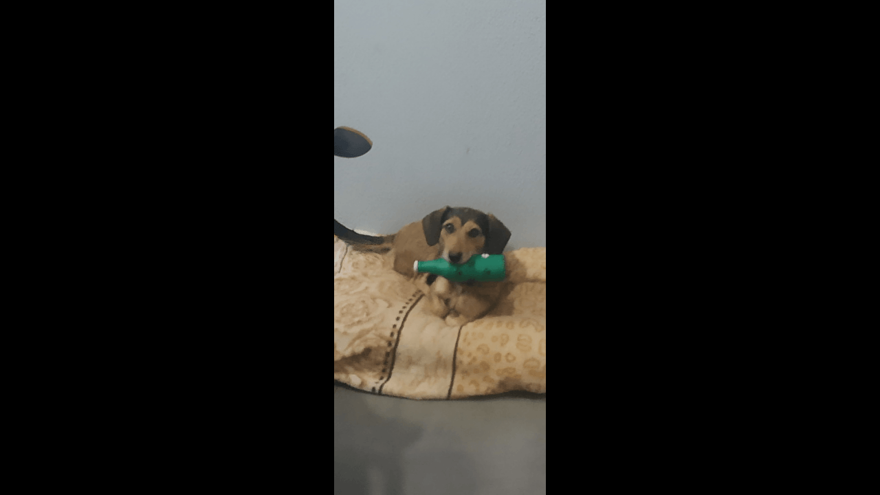 Cachorra Belinha desapareceu no bairro Região do Lago