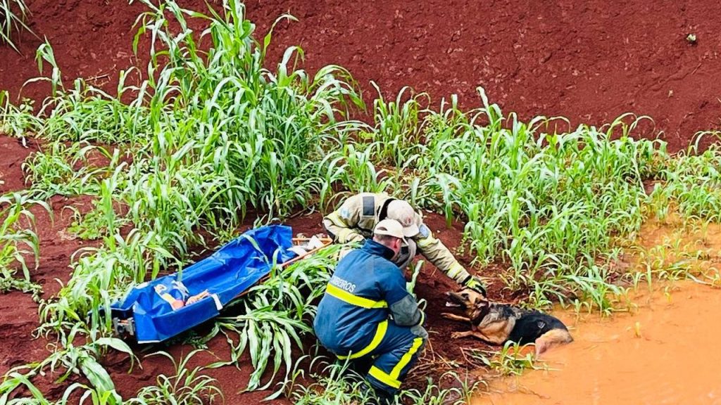 Cadela é salva após cair em ribanceira e emociona resgate dos bombeiros