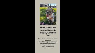 Cachorro Urubu desapareceu no bairro Cancelli Imagem referente a Cachorro Urubu desapareceu no bairro Cancelli