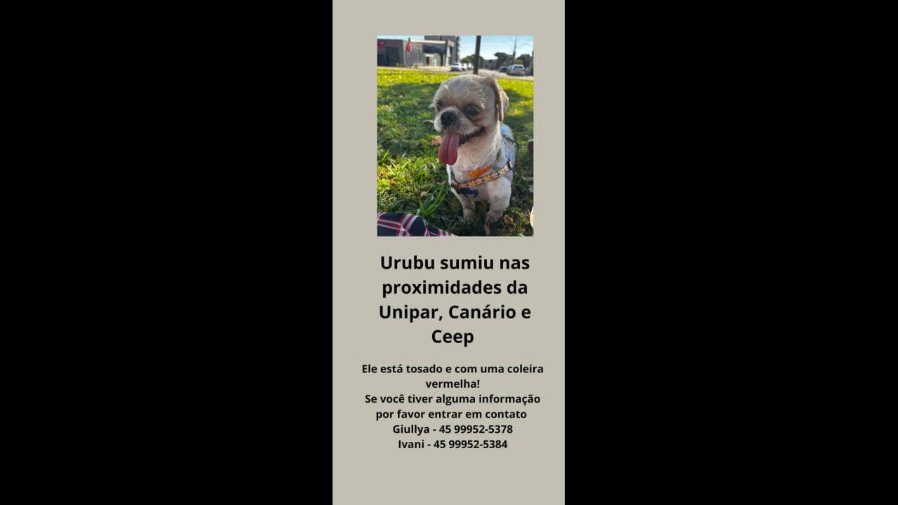 Cachorro Urubu desapareceu no bairro Cancelli
